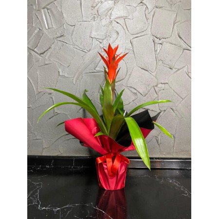 Guzmania Saksı Çiçeği